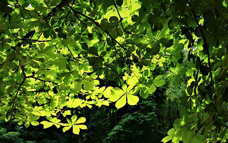 Grüner Kommunikationsprimus