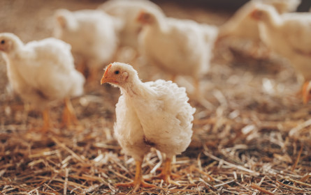 Noch Mehrwohl für „Fair zum Tier“-Hendln