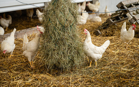 Bio-Anteil bei Eiern wächst weiter