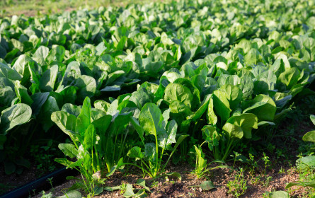 Gründonnerstag: sechs Fakten zum Spinat