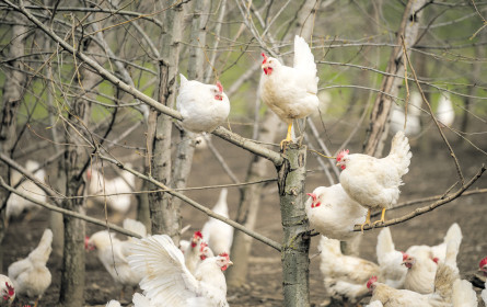 Raus aus dem Stall, hinein ins Wiesenglück