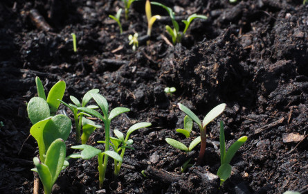 Bio-Blumenerde im AK-Test: Immer seltener Torf enthalten