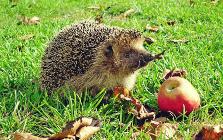 Infokampagne „Igelerwachen“ zum Frühlingsbeginn und Igelsonntag