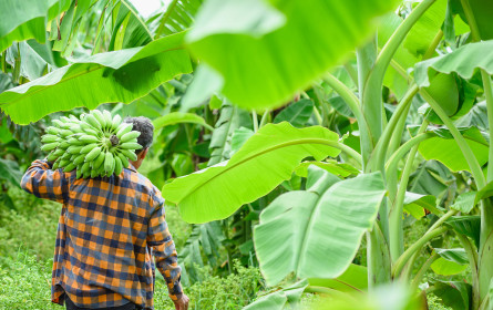 Lidl Österreich setzt auf fairste Bananen