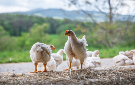 Neue Haltungsform bei Geflügel mit dem Spar Premium Weide-Hendl