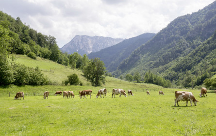 Bio Austria feiert den Weltmilchtag