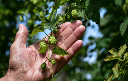 Pflanzenzüchter passen Braugerste an Klimawandel an