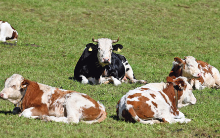 „Tierhaltung plus“ stößt auf Kritik
