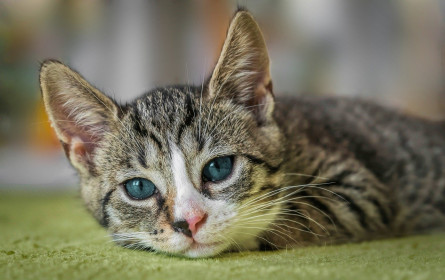 Fressnapf und der Tag der Katze