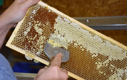 Honigernte 2024: zufriedenstellendes Jahr für die Imkerei