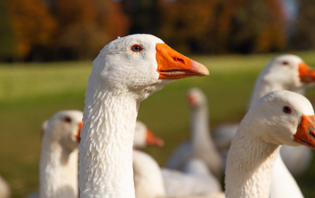Martinigansl: nur etwa ein Drittel der Gänse aus Österreich