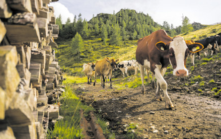 „Auch in Österreich macht sich Unmut breit”