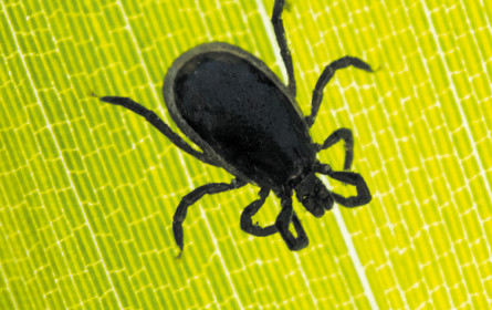 Impflücken bei FSME