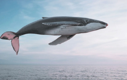 Träume fliegen hoch