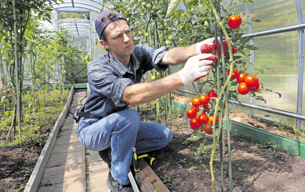 Entspannung am Gemüsemarkt?
