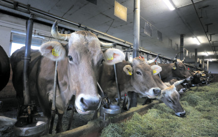 Gemischte Gefühle in der Milchwirtschaft