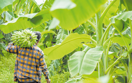 Fairste Bananen bei Lidl