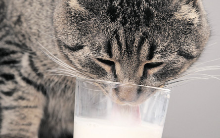 Milch wird weniger süß
