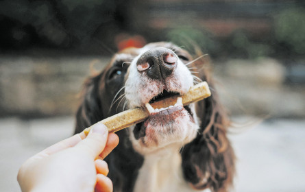 Viel Futter für Hund und Katz