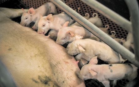 Greenpeace ortet große Schweinerei