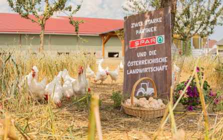 Hühnerhaltung mit höchsten Tierwohlstandards wird von Spar belohnt