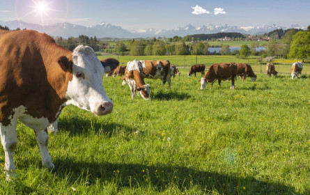 Berglandmilch nimmt Bio-Bäuerinnen und Bio-Bauern auf