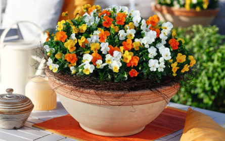 Ab in den Garten mit Hofer zu leistbaren Preisen