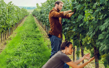 Von Hefen und Orangen