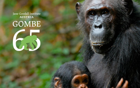 Awareness-Kampagne für Gombe-Jubiläum