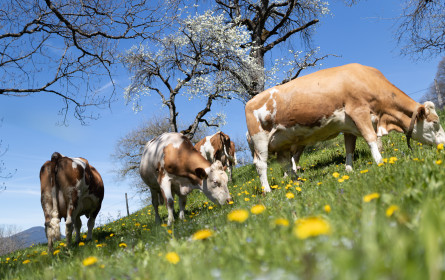 Berglandmilch investiert in Tierwohl und Nachhaltigkeit