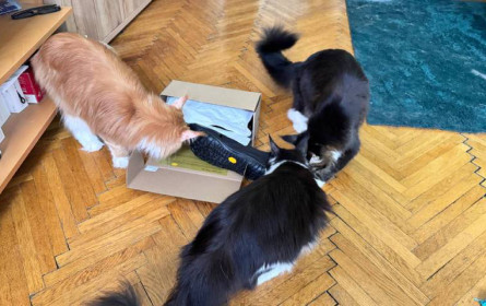 Katzen sind Familienmitglieder – und ein Milliardengeschäft