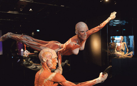 Anatomie-Show