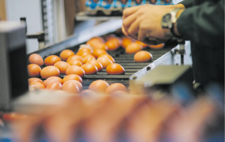 Eier-Versorgung in Nöten