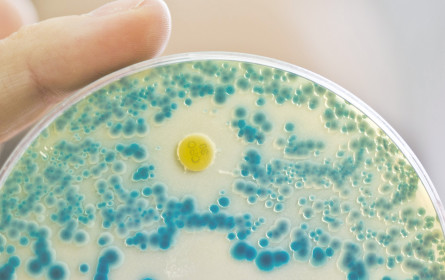 Öffentliche Forschung