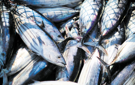 Entspannung für die Thunfische