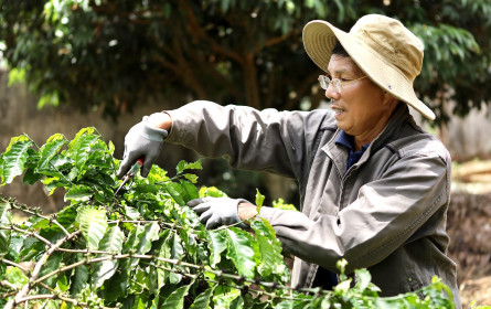 Tchibo investiert in nachhaltigen Kaffeeanbau und stärkt direkte Zusammenarbeit mit Farmern