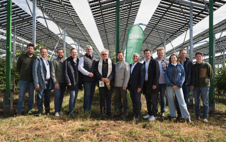Agri-PV-Projekt verbindet Weinbau und Stromerzeugung