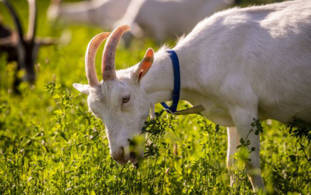 Jede zweite Milchziege in Österreich wird biologisch gehalten