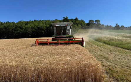 Früher Weizenstart: Geringere Erträge mit hohen Qualitäten erwartet