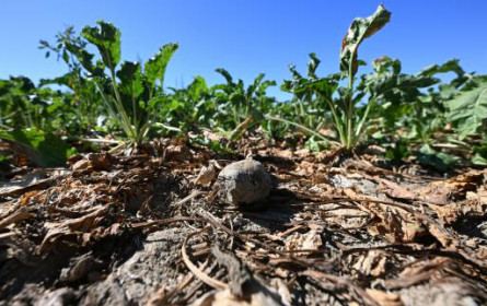 Erste Bank bietet Dürre-Soforthilfe für Landwirte