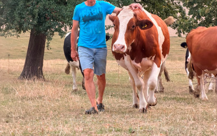 IG-Milch fordert rasche Hilfe für Milchviehbetriebe