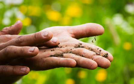 Lebensmittel der Zukunft: Wie Pflanzenzüchtung die Ernährungssicherheit sichert