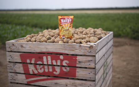 Kelly sichert heimische Kartoffeln trotz Dürre