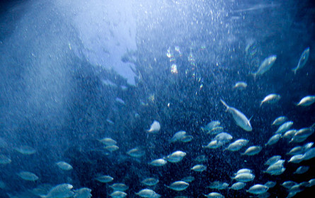 Damit den Fischen nicht die Luft ausgeht