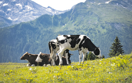 Österreichs Milchbranche rückt enger zusammen