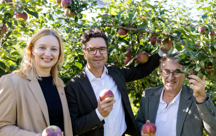 Spar und Frutura beleben alte Apfelsorten wieder