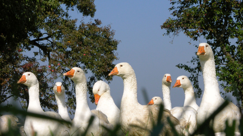 Steirische Weidegänse sind sehr begehrt