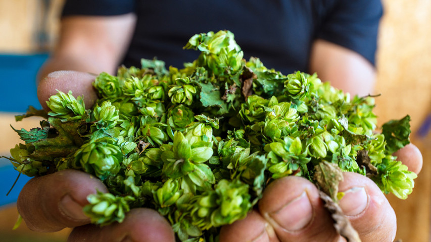 Hopfenstadt Weitra gibt dem Bier eine Heimat