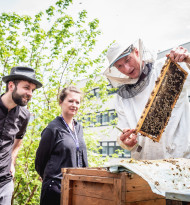 Bei ProsiebenSat.1 Puls 4 ziehen 100.000 Bienen aufs Dach