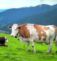 IG-Milch sieht erneute Krise am Milchmarkt 